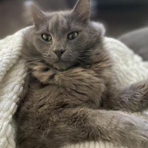 Lost Cat Pumpkin