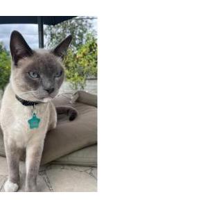 Lost Cat Artemis