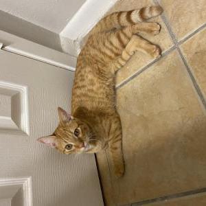 Found Cat unknown