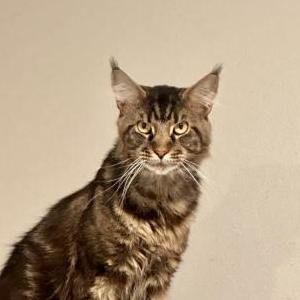 Lost Cat Mickey