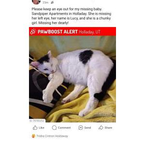 Lost Cat Lucy