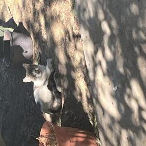 Found Cat Unknown