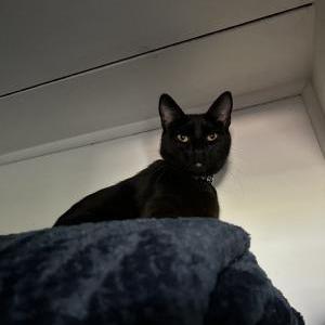 Lost Cat Ender