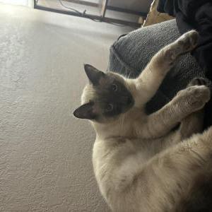 Lost Cat Charlie