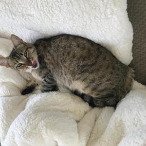 Lost Cat Gidget