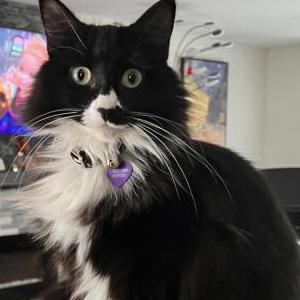 Lost Cat Matilda