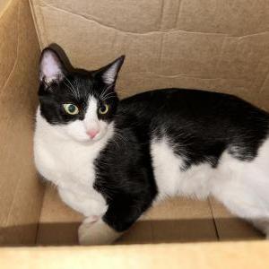 Lost Cat Bandit