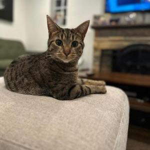 Lost Cat Trixie
