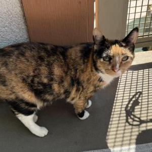 Lost Cat Cali