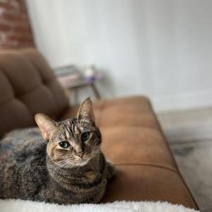 Lost Cat Bisous