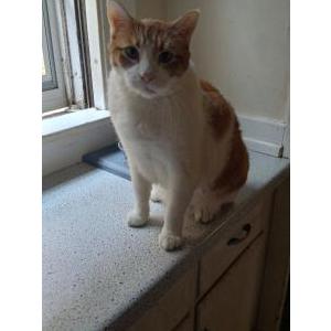 Lost Cat Baby boy
