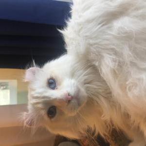 Lost Cat Blizzard