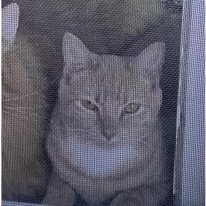 Lost Cat Butterscotch