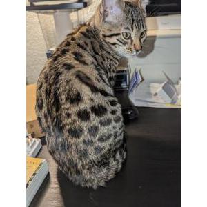 Lost Cat Minnie
