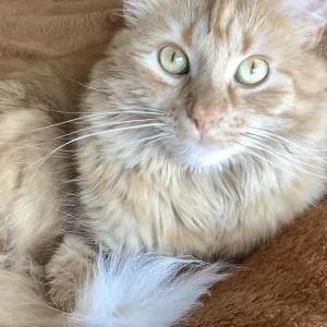 Lost Cat Leo