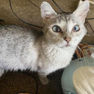 Lost Cat Bella