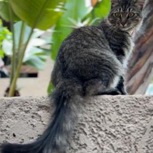 Lost Cat LittleFoot