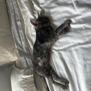 Found Cat Unknown