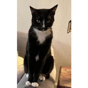 Lost Cat Tomas