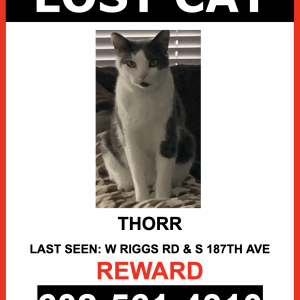Lost Cat THORR