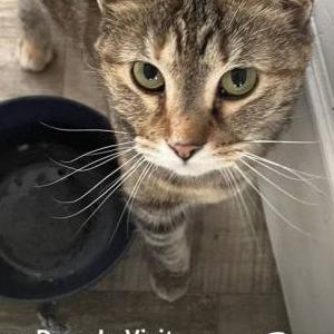 Lost Cat Piggy