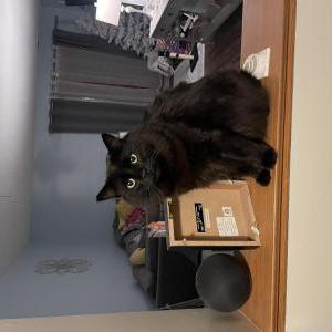 Lost Cat Willie