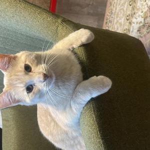 Image of Oliver, Lost Cat