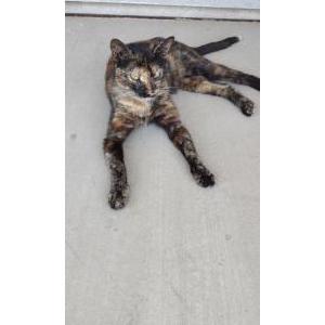 Lost Cat Natasha