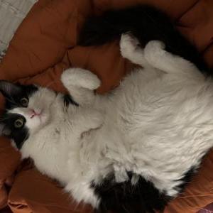 Lost Cat Milo