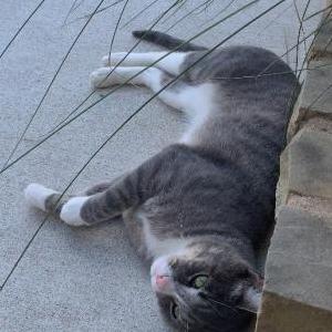 Image of Unknown, Found Cat