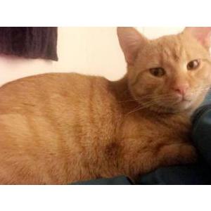 Lost Cat Stewart