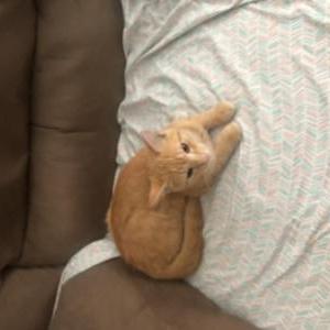 Found Cat Unknown