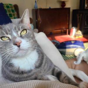 Lost Cat Tiger