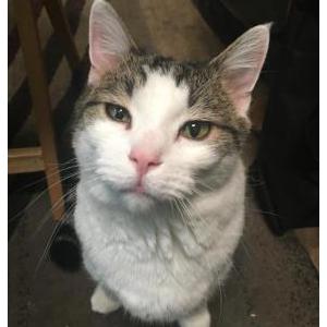 Lost Cat Oliver