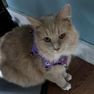 Lost Cat Bella
