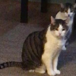Lost Cat Oliver and Ellie