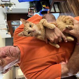 Lost Cat MAC