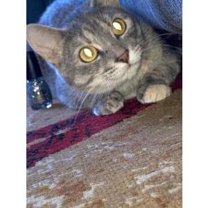 Lost Cat Ashley