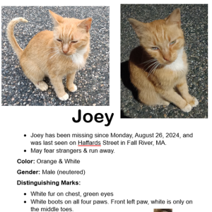 Lost Cat Joey