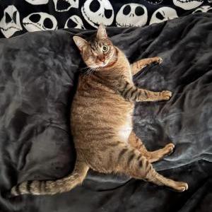 Lost Cat Thor