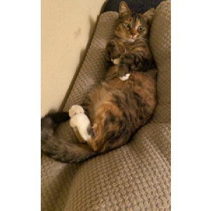 Lost Cat Princess