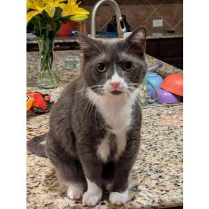 Lost Cat Cody
