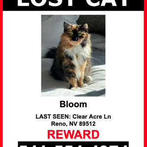 Lost Cat Bloom