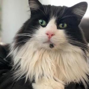 Lost Cat Boots