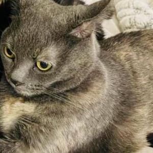 Image of Lucha, Lost Cat