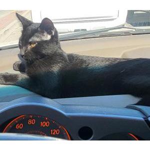 Lost Cat Fury