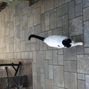 Lost Cat Gigi