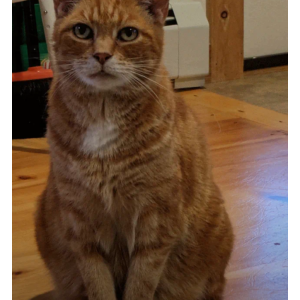 Lost Cat Quincy