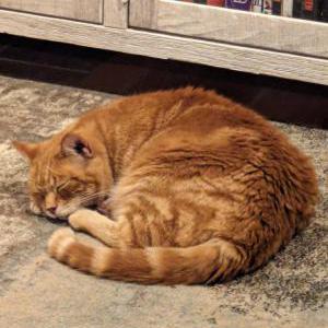 2nd Image of Quincy, Lost Cat
