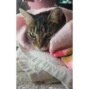 Lost Cat Ziggy